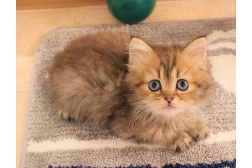 成約済の大阪府のミヌエット-7441の1枚目